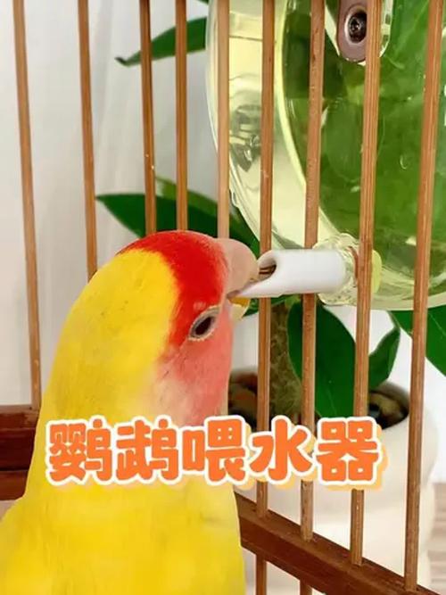 2025年澳门9点35分07和鹦鹉开饮水器喝水与鹦鹉开饮水器喝水好吗