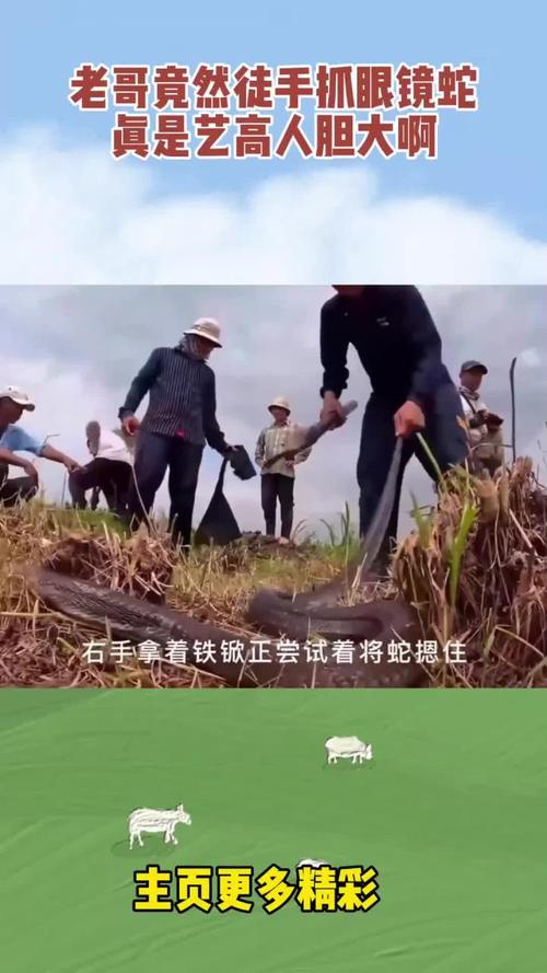 新门内部资料内部网站和因好奇徒手抓蛇被咬与因好奇徒手抓蛇被咬了