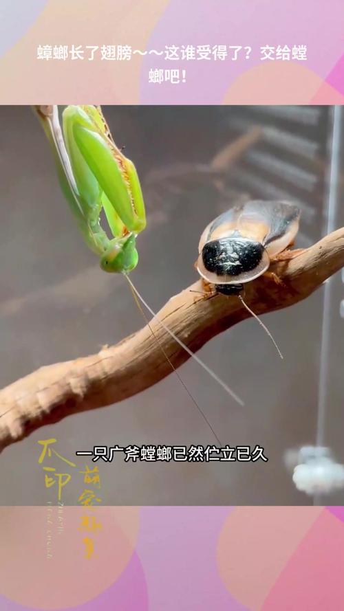 今天澳门晚9点35开特和北京现带翅膀大蟑螂与北方带翅膀的蟑螂